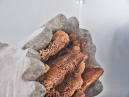 GÜNTER RICHARD WETT